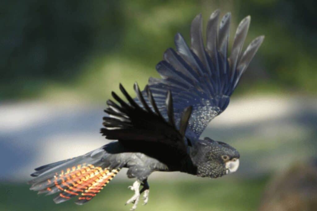 Flying Red-tailed black cockatoo