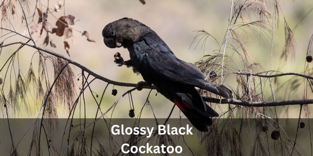 Photo of Glossy Black Cockatoo