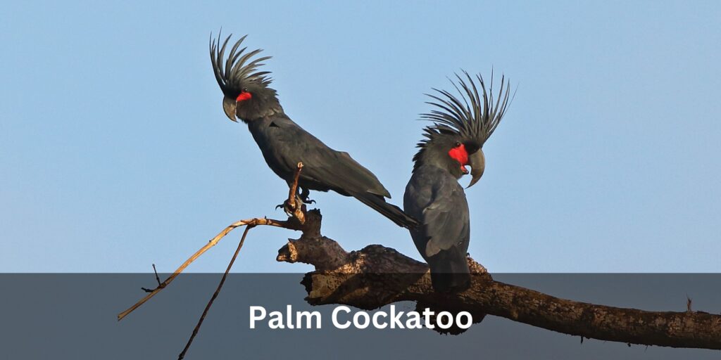 Palm Cockatoo - Photograph of a pair of Palm Cockatoos sitting on an tree branch together.