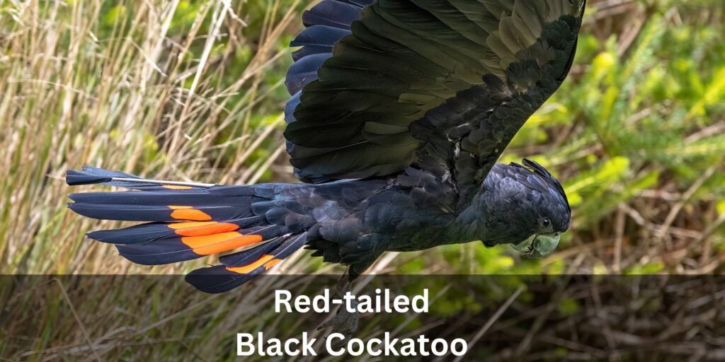 Photo of a Red-tailed Black Cockatoo in Flight