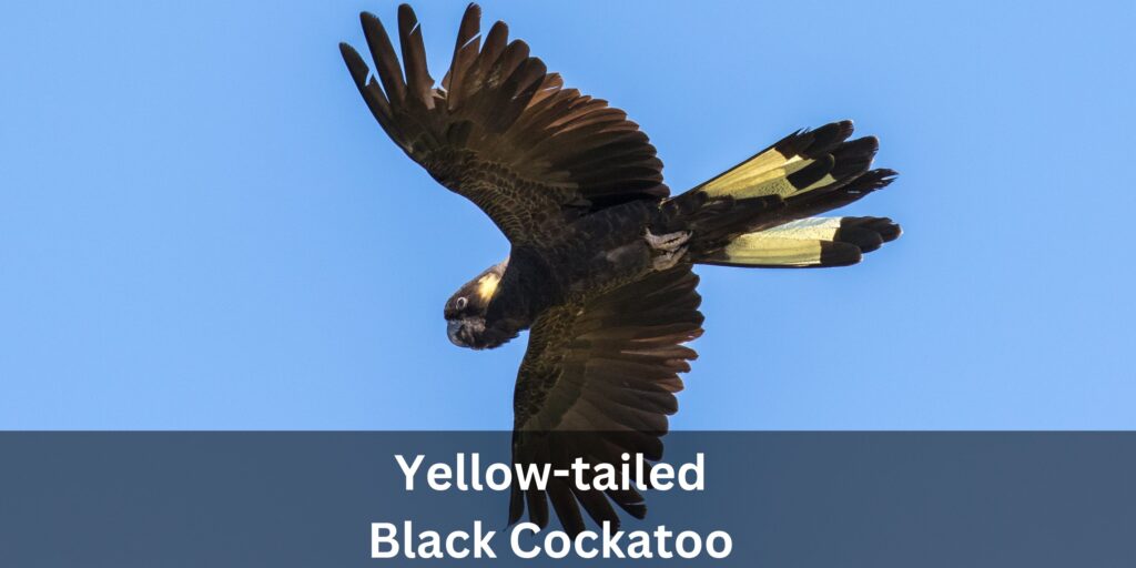 Photo of Yellow-tailed Black Cockatoo in flight