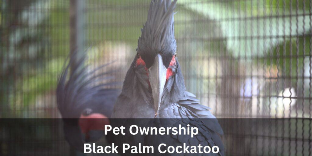 Caged Palm Cockatoo - Own Pet Buy Black Palm Cockatoo